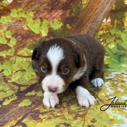 Ruth - Red tri female Toy Australian Shepherd puppy in Lumberton, Mississippi from Talowah Aussies