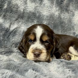 Mr.  Bingley - Liver white and tan male English Springer Spaniel puppy in Battle Creek, Michigan from Eden Springer Spaniels