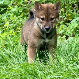 Maemi - Sesame female Shikoku Ken puppy in Charleston, West Virginia from Kiseki No Yama