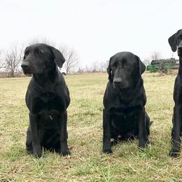 Labrador Retrievers from Antebellum Kennels