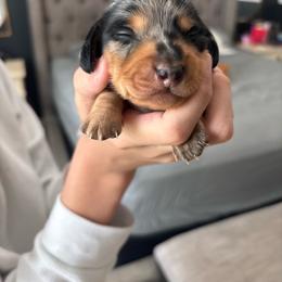 Roxy - Dapple female Dachshund puppy in Tomball, Texas from Gutierrez House of Doxies