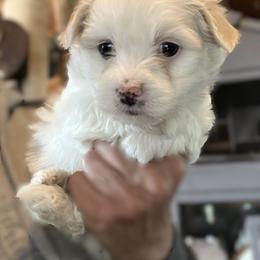 Sabre - Pink - White female Coton de Tulear puppy in Rubicon, Wisconsin from Purplehaze Acres Cotons de Tulear