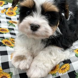 Broc - Black and tan male Havanese puppy in Wappapello, Missouri from Titanium Havanese LLC