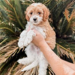 Cosmos - Blenheim male Cavapoo puppy in Mayo, Florida from Kingston’s Cavaliers