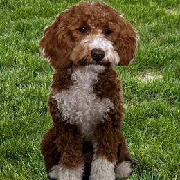 Joy - Goldendoodle