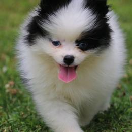 Tazz - Black and white male Pomsky puppy in Junction City, Ohio from JC Pups