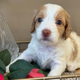 Bailey - Parti female Goldendoodle puppy in Yuciapa, California from AlltheDoodlez_
