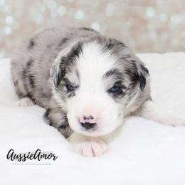 Bi Blue Merle 2 blue eyes - Blue merle male Miniature Australian Shepherd puppy in Pinehurst, Texas from Aussie Amor