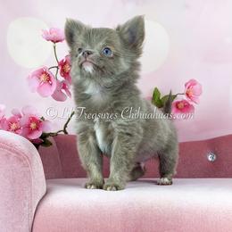 Adidas - Silver male Chihuahua puppy in Anderson, South Carolina from Lil Treasures Chihuahuas