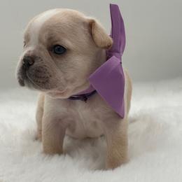 Cashmere - Cream female French Bulldog puppy in Largo, Florida from Big Daddy Frenchies
