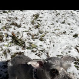 Miniature Schnauzer All Grown Up from Made with Love