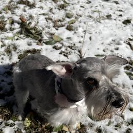 Miniature Schnauzer All Grown Up from Made with Love