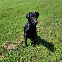 Typsy - Labrador Retriever