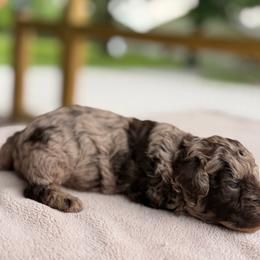 Collin - Brown male Poodle puppy in Somerset, Kentucky from Hilltop Doodles KY LLC