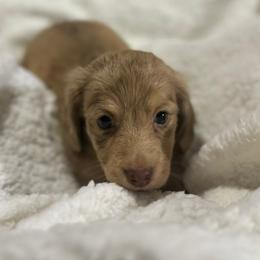Boy 2 - Dapple male Dachshund puppy in Snow Camp, North Carolina from V's Southern Angels
