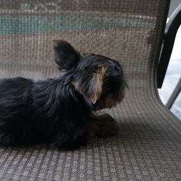 Pixie - Black and tan female Yorkshire Terrier puppy in Lake Jackson, Texas from Furever Paws