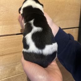 Male 2 - Black and white male Basset Hound puppy in Lindley, New York from Hill Top Basset Hounds & Cane Corso