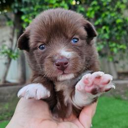 Mocha - Chocolate female Pomsky puppy in Southern California, California from SoCal Pomskies LLC