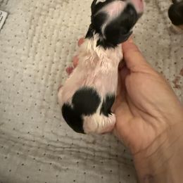 Chalupa - Black white and tan female Xoloitzcuintli puppy in Victorville, California from Elegancia Vintage Xoloitzcuintle