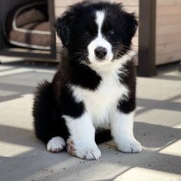 Australian Shepherd Puppies from Country Oaks Farm