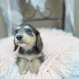 Stormi - Gray (blue) and cream female Dachshund puppy in Decatur, Mississippi from KP Dachshunds