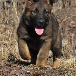 German Shepherd Puppies from Coppermoon German Shepherds