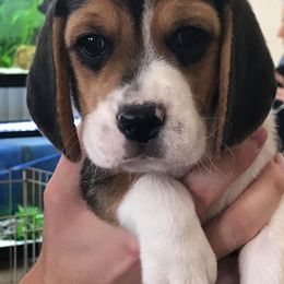 Beagle Puppies from Terwillegar Beagles