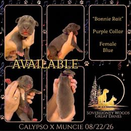 Bonnie - Blue female Great Dane puppy in Altoona, Alabama from Sovereignty Woods Great Danes