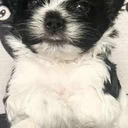 Mal-Shis from Ncstellarpuppies