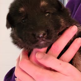 German Shepherd Puppies from Tuchscherer Kennel