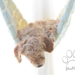 Cockapoo Puppies from Cockapoo~To~You