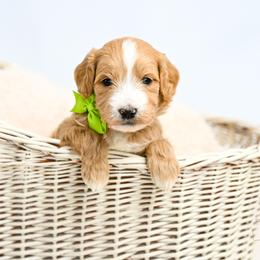 Green - Red  male Goldendoodle puppy in Platteville, Wisconsin from Beck Kennel