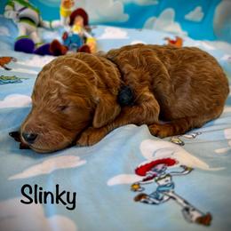 Slinky - Red  male Poodle puppy in Houston, Texas from McEnery Standard Poodles
