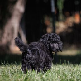 Poodle Puppies from Mystic Moon Poodles