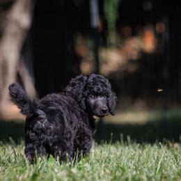 Poodle Puppies from Mystic Moon Poodles