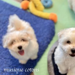 Cotons de Tulear from Musique Cotons