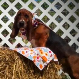 Josie - Basset Hound