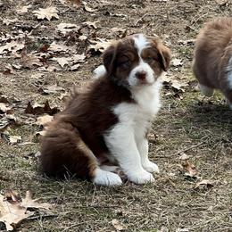 Visa - Red tri-color female Australian Shepherd puppy in Rochester, New Hampshire from ChaHar's Australian Shepherds