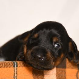 Girl 3 - Black and rust female Doberman Pinscher puppy in Overton, Texas from Obsidian Kennel