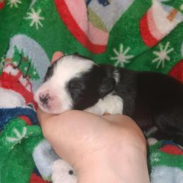 Penelope - Black & white female Australian Shepherd puppy in Sultan, Washington from Van Huitt Australian Shepherds