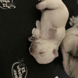 West Highland White Terrier Puppies from Our Westies 2