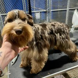 Chiska - Miniature Schnauzer