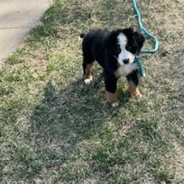 Bernese Mountain Dog Puppies from Lonesome Pine Farm