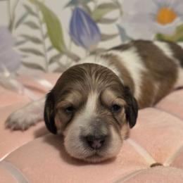 Girl 2 - Cream female Dachshund puppy in Romney, Indiana from Brown's Valley Dachshunds