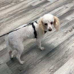 Cubby - Poodle