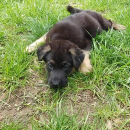 German Shepherd Puppies from Kaiser + Leyna