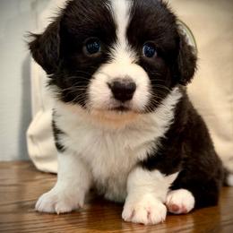 Nosey  Niguel - Black and white male Cardigan Welsh Corgi puppy in Omaha, Arkansas from DnD Corgis