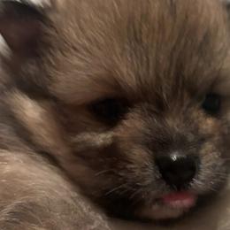 Pomeranians from Bella Bestia Kennels Indiana