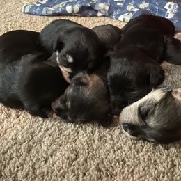 Miniature Schnauzers from Leslie T’s Miniature Schnauzers