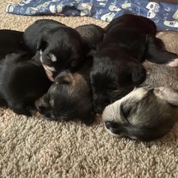 Miniature Schnauzers from Leslie T’s Miniature Schnauzers